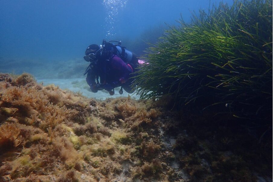 Seahorse Trust, Malta