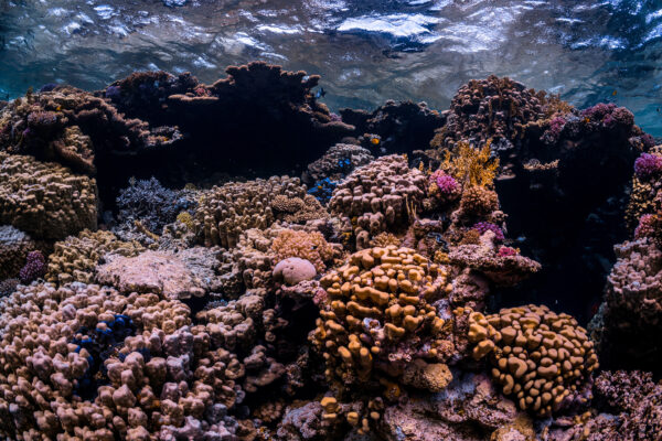 A colorful coral reef photographed while scuba diving