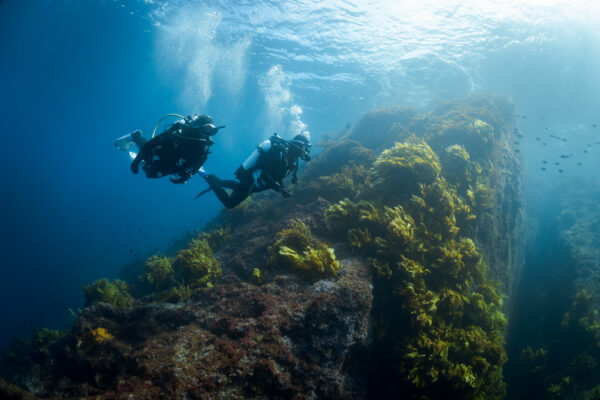 two divers explore a pinnacle in New Zealand