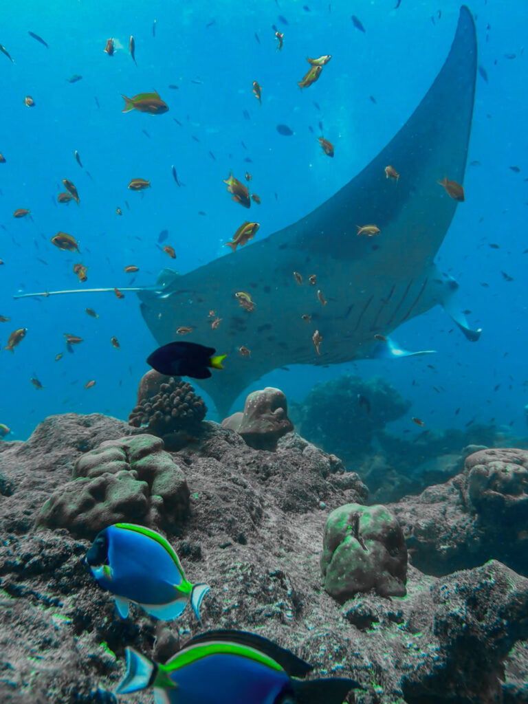Скат Манта над рифом для PADI AWARE Week 2025 на Мальдивах