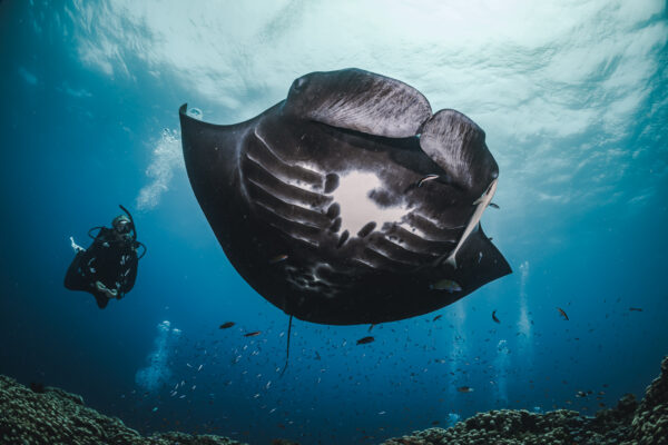 Turn Awe into Action: How PADI Pros Can Lead the Charge for Sharks and Rays at CITES 2025