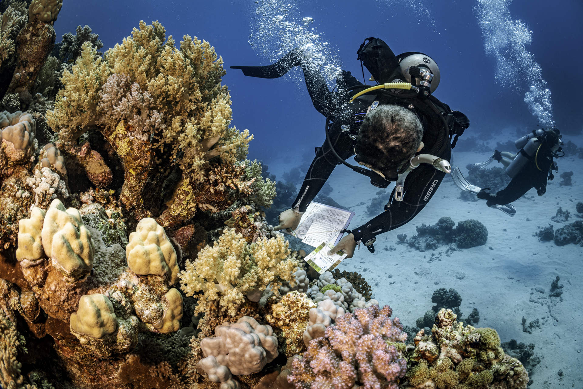 Un buceador realizando una comprobación de corales en un arrecife