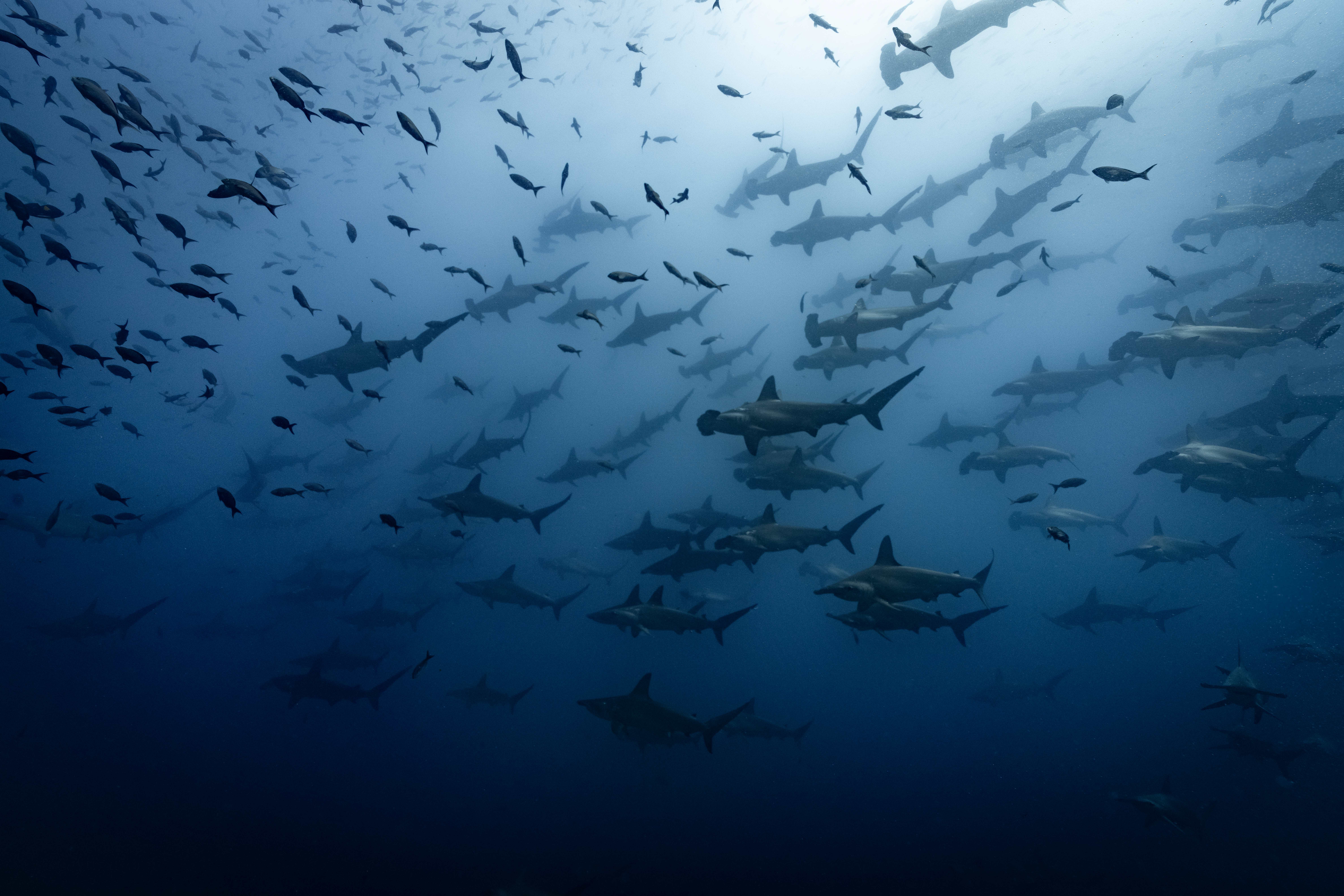 School of hammerhead sharks